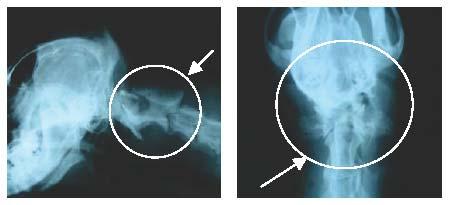 TÉCNICA DE LAMINECTOMÍA DEL ATLAS La laminectomía se realizó con una gubia en el arco dorsal del axis.