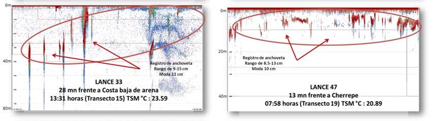 1302-04 detectados en la ecosonda científica EK60 SIMRAD frecuencia 120kHz.