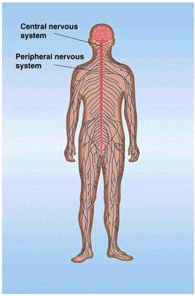 Sistema Nervioso Sistema nervioso central: Encéfalo Médula espinal Sistema nervioso