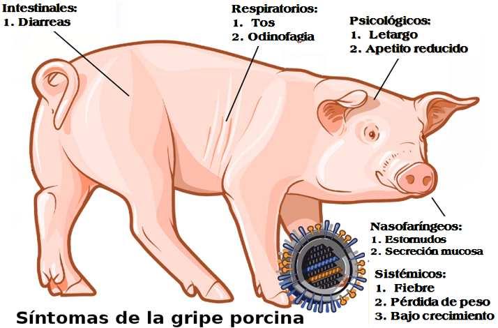 mediante el contacto cercano entre cerdos y posiblemente mediante objetos contaminados que se mueven entre los cerdos infectados y sanos.