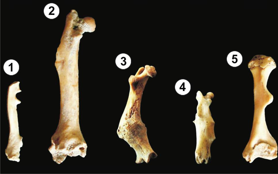1 2, Estrato E superior; 3,5, estrato D; 4, estrato C. TABLA 8. Patologías (NEIT) en elementos de roedores y de ofidios de Cueva Tixi y de la muestra actual producida por Tyto alba.