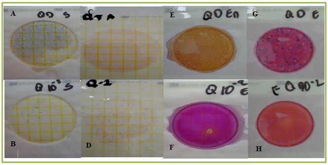 Análisis Microbiológico del producto antes de la capacitación. Fotografía A: Identificación de Staphylococcus aureus en siembra de queso.