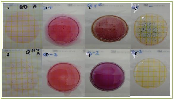 Anexo D. Análisis Microbiológico del producto después de la capacitación. Fotografía A: Identificación de Aerobios Mesófilos en siembra de queso.