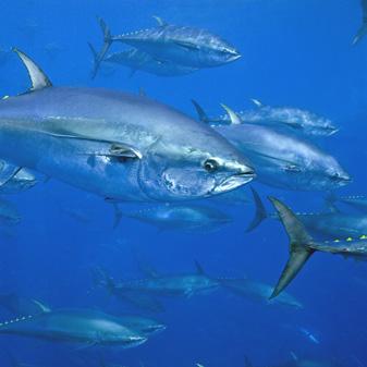 Agosto de 2018 Lista de comprobación para lograr el éxito en la reunión de la CIAT de la edición 2018 Acciones necesarias para regenerar las poblaciones de atún del Pacífico y garantizar pesquerías