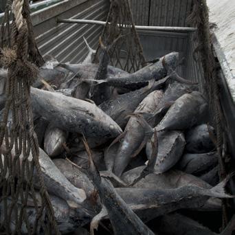 Reducir los límites de captura de palangre para la pesca del patudo. PHOTO Pesca ilegal, no declarada y no reglamentada (INDNR) Reforzar las medidas del Estado rector del puerto.