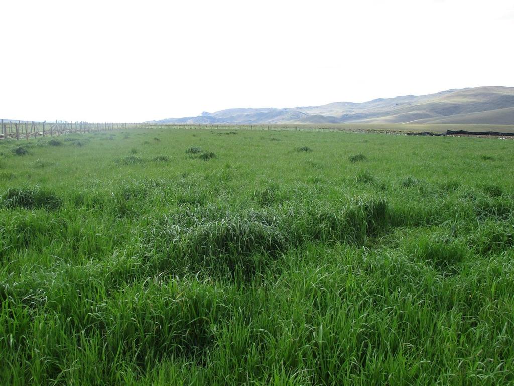 Ancash: Intención de Siembra de Pastos 2017 1,100 hectáreas Al 2021, se habría