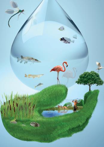 diferentes procesos biológicos requieren de agua, es el hábitat de los organismos