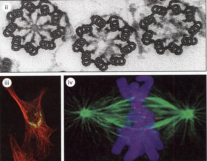Microtúbulos: movimiento de organelas / flagelos /