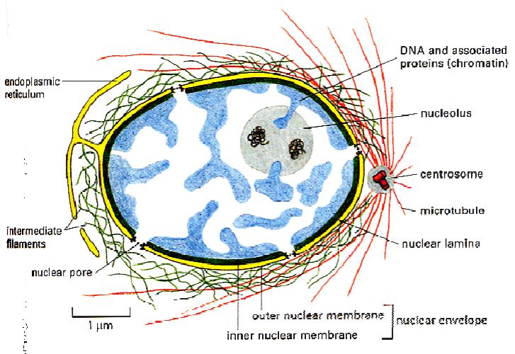 NUCLEO Envoltura nuclear / poros nucleares Cromatina