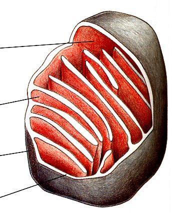 MITOCONDRIA Las membranas interiores y exteriores, crestas compartimientos intermembranoso e interior (matriz)