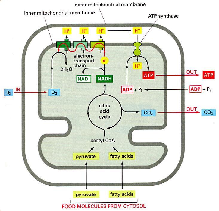 MITOCONDRIA Piruvato y ácidos grasos entran en la mitocondria y son descompustos en acetil-coa Acetil CoA entra al ciclo del ácido cítrico y se despoja de electrones para reducir el NAD a NADH