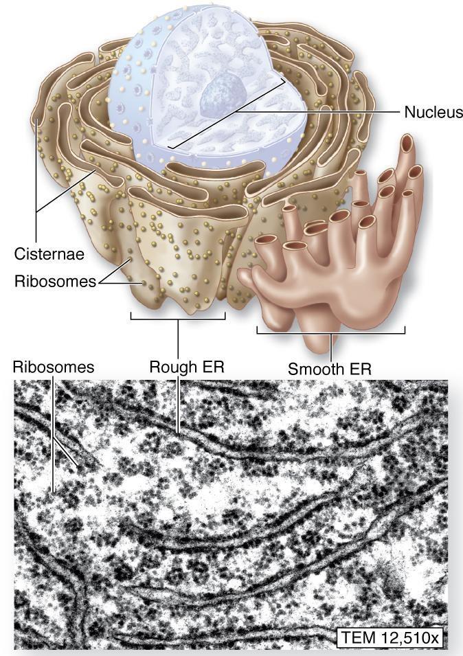 RIBOSOMAS, RETÍCULO ENDOPLASMÁTICO Y APARATO DE GOLGI RER y Golgi Síntesis y embalaje de proteínas para la exportación, membranas, lisosomas REL