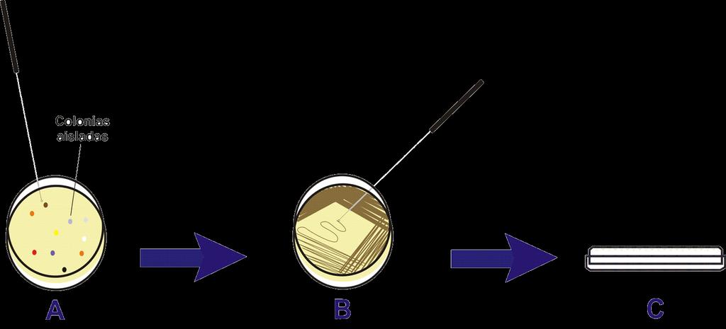 El siguiente esquema (Fig. 2) explica el proceso de inoculación en placa con medio sólido.