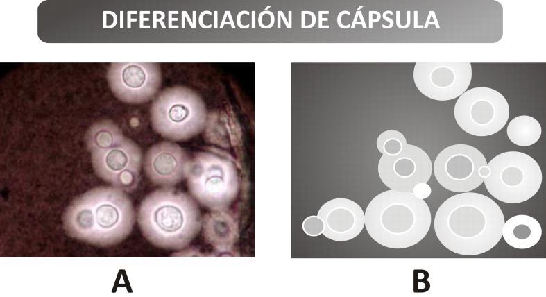 Figura 8. Diferenciación de Cápsulas al Microscopio óptico. A. Microfotografía. B. Esquema.