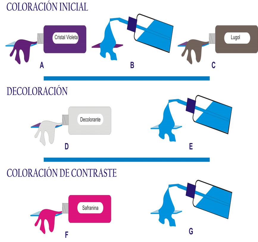 Procedimiento (Fig. 9). Figura 9. Procedimiento de la coloración de Gram. A-c. Coloración inicial. D y e. Decoloración. F y g. Coloración de contraste.