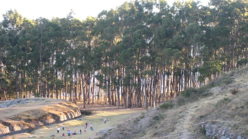 Especies de eucalyptus importados al Perú han causado varios problemas, incluyendo