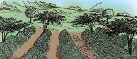 Árboles en linderos, cercas vivas o árboles dispersos: Consiste en plantar árboles distribuidos al azar u ordenados al interior de los cultivos o en los bordes de las fincas.