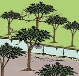 La distribución de los árboles se hace evitando generar mucha sombra dentro de los callejones o se plantan en líneas a contorno en laderas para evitar o reducir la erosión del suelo.