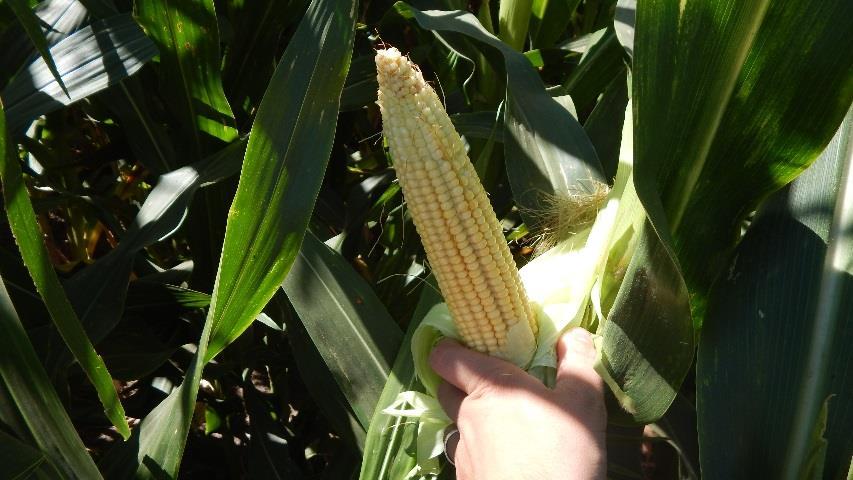 Maíz. Tareas de cosecha en lote de maíz Fotos tomadas el 2/03/2018 a 5 km