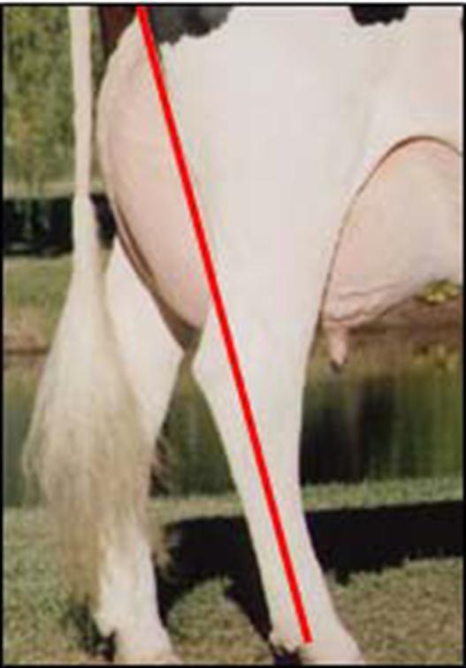 Ligeramente curvas 1 representa las patas excesivamente rectas y
