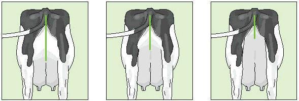 5. UBRE POSTERIOR Inserción Posterior (altura de inserción) Distancia entre la vulva y el