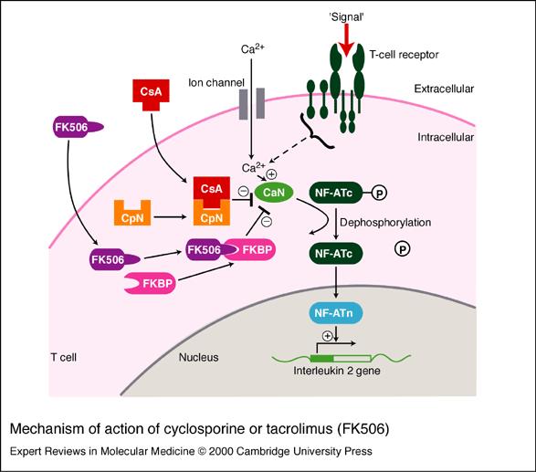 Farmacogenética de Tacrolimus Farmacocinética y mecanismo de