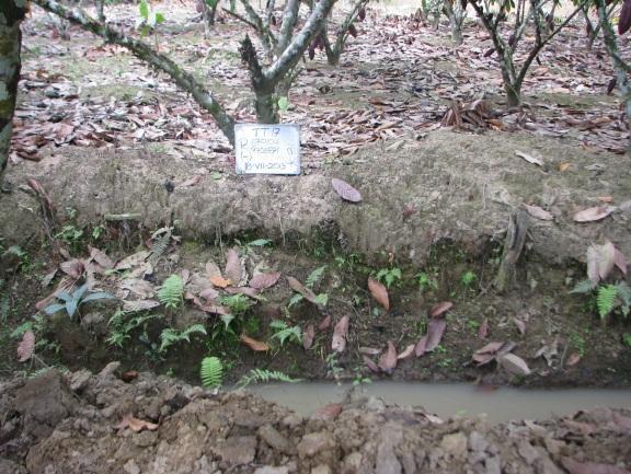 Pampa con cultivo de cacao de ramilla atravesó por una acequia