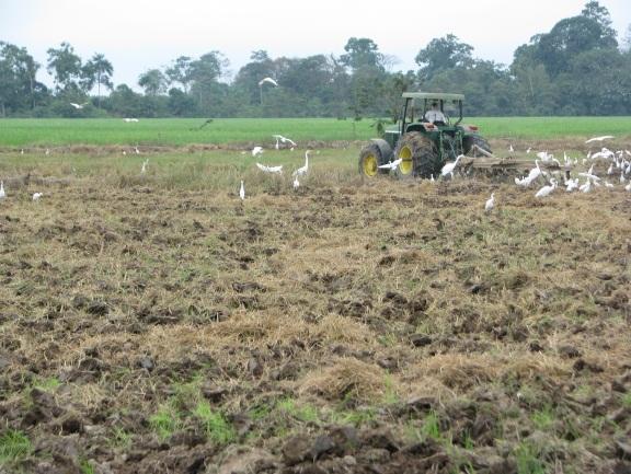 TRAMO 3 TT18 Terreno completamente alterado por labores agrícolas, pampa inundada por cultivos de arroz. El punto (671177E/9729767N h.
