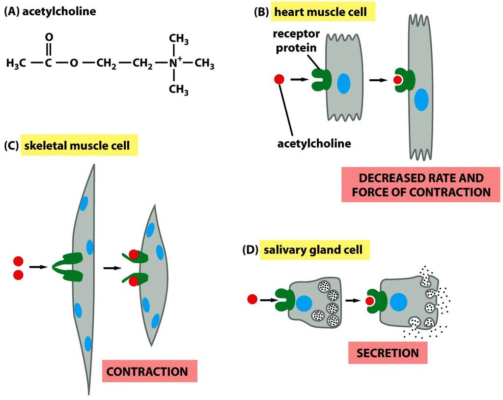 La misma señal, diferente contexto Figure 15-9 Molecular Biology of the Cell ( Garland Science 2008)