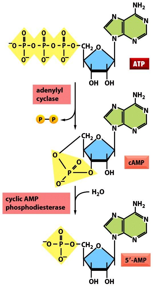 Figure 15-34 Molecular Biology of the Cell ( Garland Science 2008) PKA Proteína Quinasa A Por ejemplo: 5-HT: Serotonina 1. Aumento de AMPc 2.