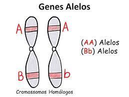 Cuando la célula no está en proceso de división el ADN se observa como un ovillo de hilo (cromatina). Antes de la división celular se condensa toma la forma de cuerpos compactps llamados cromosomas.