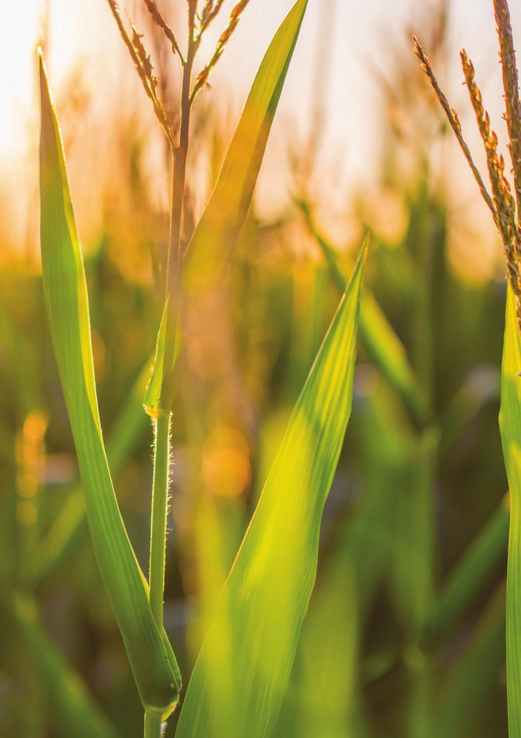 Tolerancia a sequía y calor extremo en 3 momentos críticos de desarrollo del cultivo de maíz.