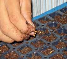 Germinación de la semilla Posterior al tratamiento de las semillas viene la siembra.