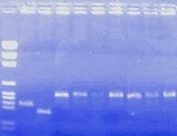 fruticola 1: marcadores de peso molecular 2: fragmento de ADN que identifica a frutigens 3: fragmento de ADN que identifica a laxa 4: fragmento de ADN