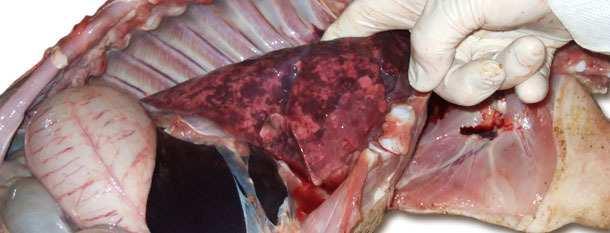 lechones desmedrados de unas 8 semanas reveló un agrandamiento de los nódulos linfáticos y del hígado.