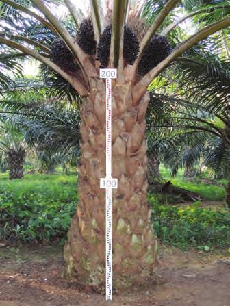 Bamenda (Variedad Especial) ANTECEDENTES La genética de la variedad Bamenda se refiere a generaciones avanzadas de la variedad anteriormente conocida como Bamenda x Ekona, cuyas líneas maternas