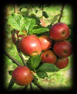 Manzana: Una de las frutas más consumidas a nivel mundial debido a sus amplios valores alimentarios. Esta fruta se desarrolla de manera anual y cuenta con distintas variedades.
