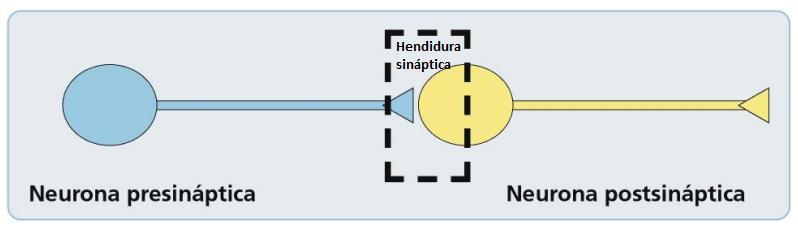 Sinapsis química Elementos: En el desarrollo de una sinapsis química se diferencian tres etapas: a) Liberación del