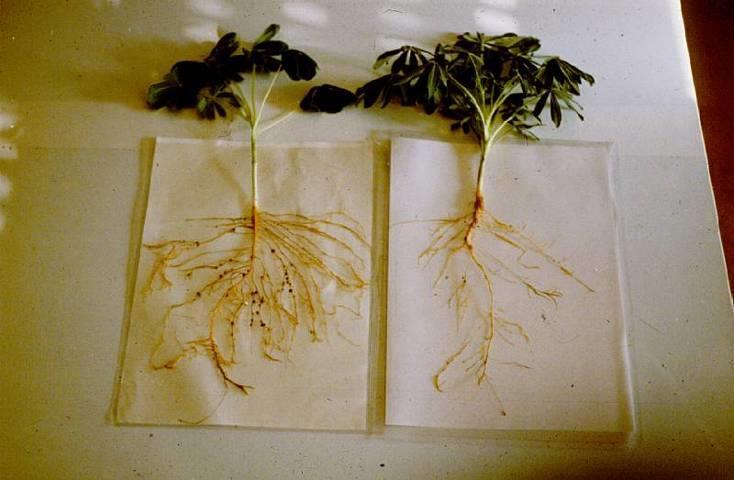 En la planta de la izquierda se produce fijación de nitrógeno atmosférico, hay nódulos y muchas raíces, porque en el suelo no hay nitrógeno (Agricultura ecológica).