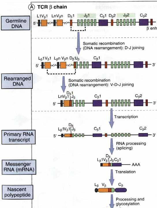 Reordenamiento de los genes que Rag1 y Rag2 codifican para la cadena β Dos alelos: el