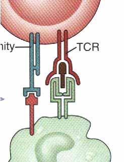 Ontogenia de Linfocitos T Control de calidad: Capaz de interactuar con MHC propia