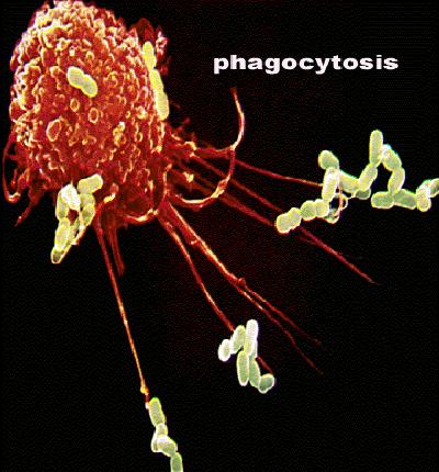 Todo el proceso de ontogenia permite a los linfocitos estar