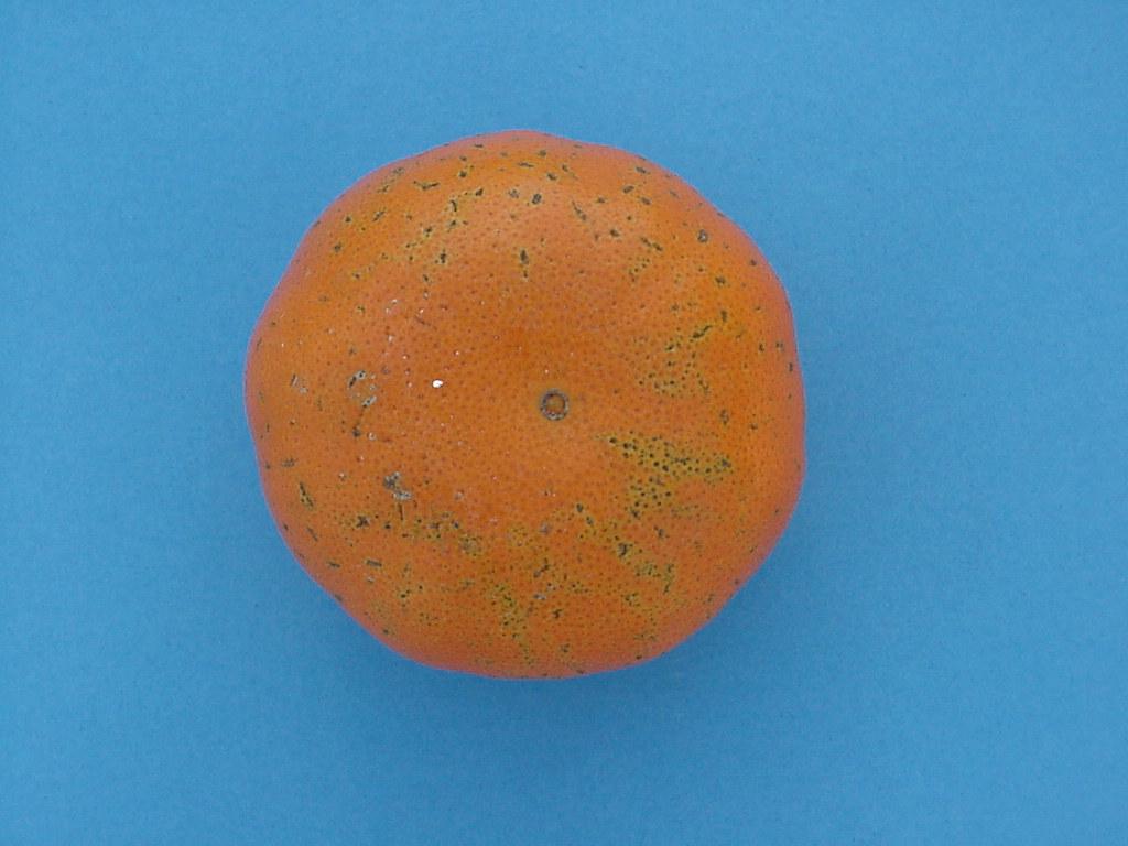 Fig. 2. Daño producido por aplicaciones de cobre sobre fruta de Ellendale. Fig. 21.