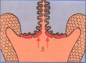 plano nativo 2: Epitelio cilíndrico del endocervix 3: