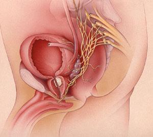 La Próstata Se encuentra por debajo de la vejiga por delante del recto Se relaciona con los nervios erectogenos,