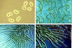 Microalgas y cianobacterias Son organismos microscópicos que utilizan luz, agua y minerales para producir biomasa mediante la fotosíntesis, mientras absorben carbono del efecto invernadero.