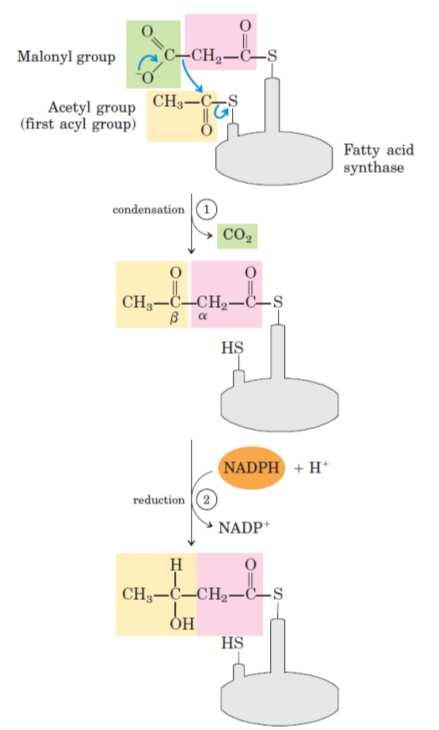Etapas de la síntesis de ácidos grasos KS ACP El acetilo y el malonilo se