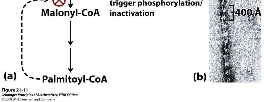 Regulación conjunta de la síntesis y la degradación de ácidos grasos