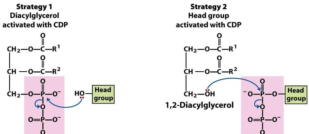 El ácido fosfatídico es el precursor de triacilglicéridos y fosfoglicerolípidos Existen dos estrategias para el