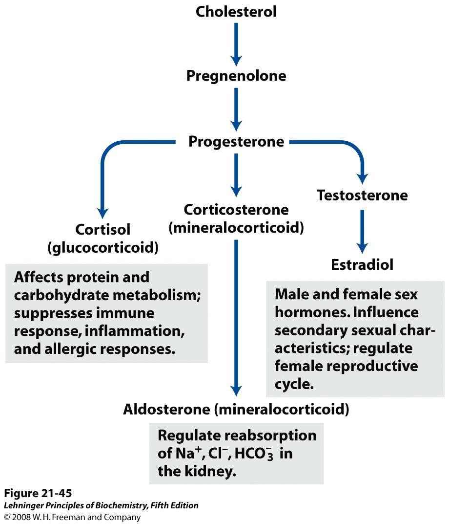 Algunas hormonas derivan del colesterol (cambios en la cadena lateral e introducción de oxígeno en los anillos) Afectan el metabolismo de carbohidratos y proteínas: suprime la respuesta inmune, la